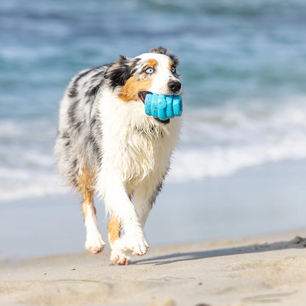jouet pour chiens hive chew toy bleu