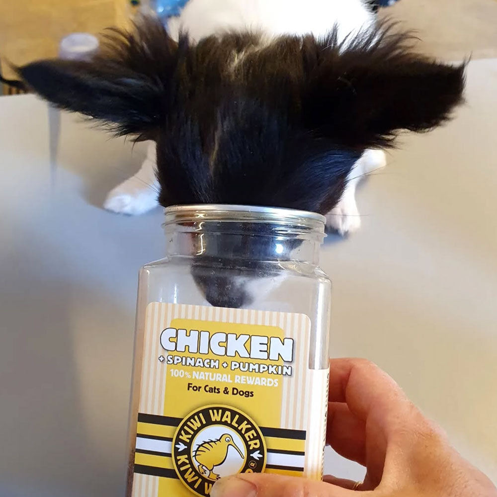 Kiwi Walker poulet epinards citrouille pour chien