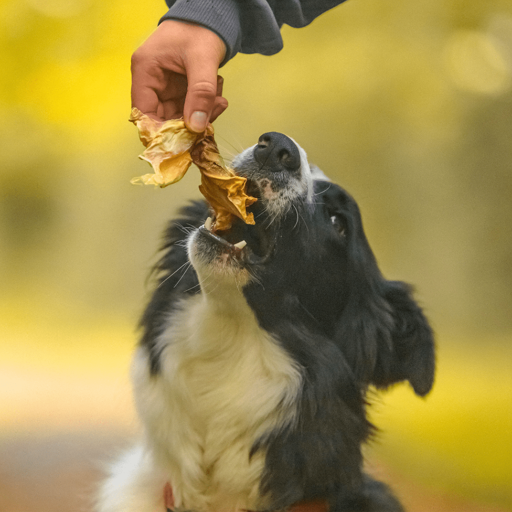 langue de cabillaud pour chien
