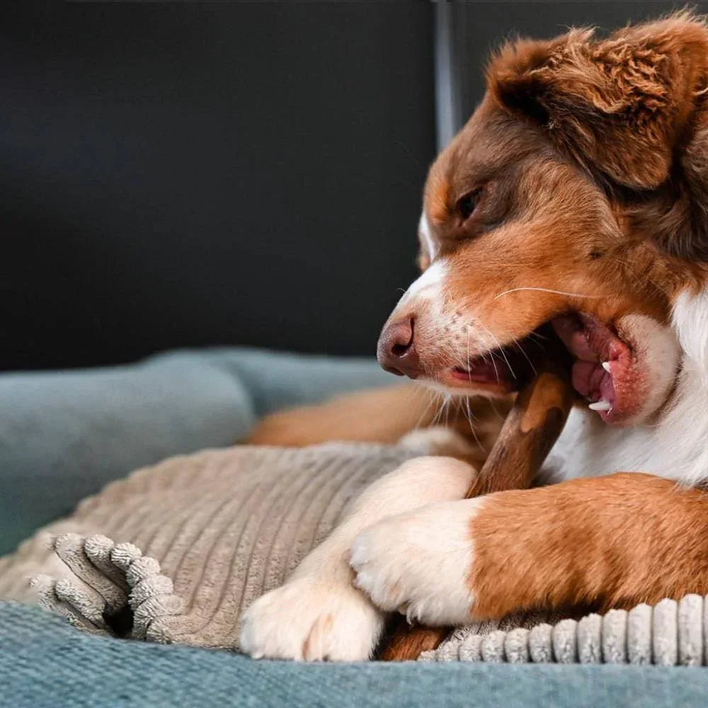 baton d'olivier chien