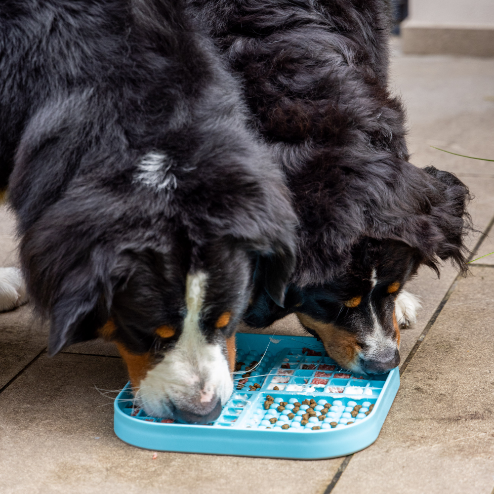 recette lickimat slomo XL pour chiens kefir