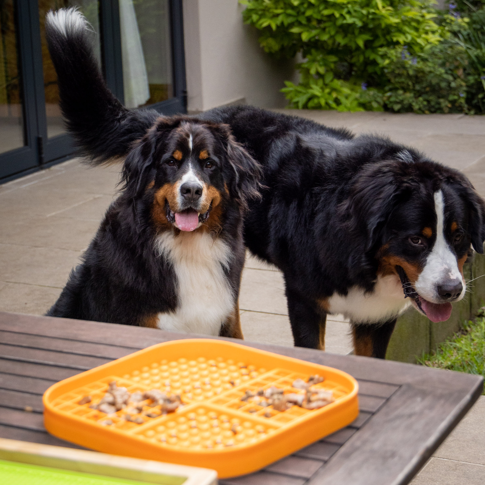 lickimat slomo chiens orange pour bouvier bernois