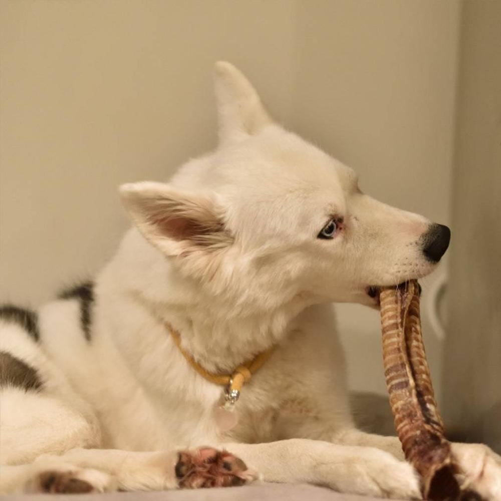 trachée de boeuf chien