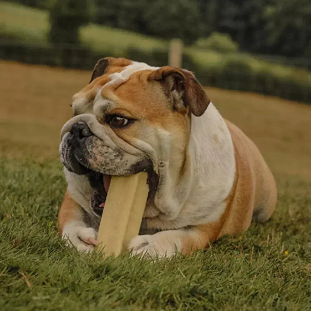 fromage de yak chien