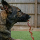nerf de boeuf spirale pour chiens