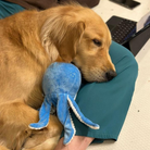 peluche pieuvre pour chien zippypaws