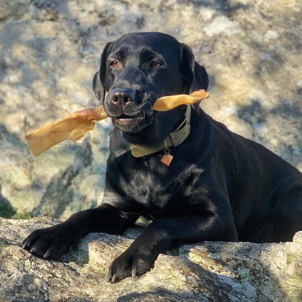 peau de boeuf séchée pour chien