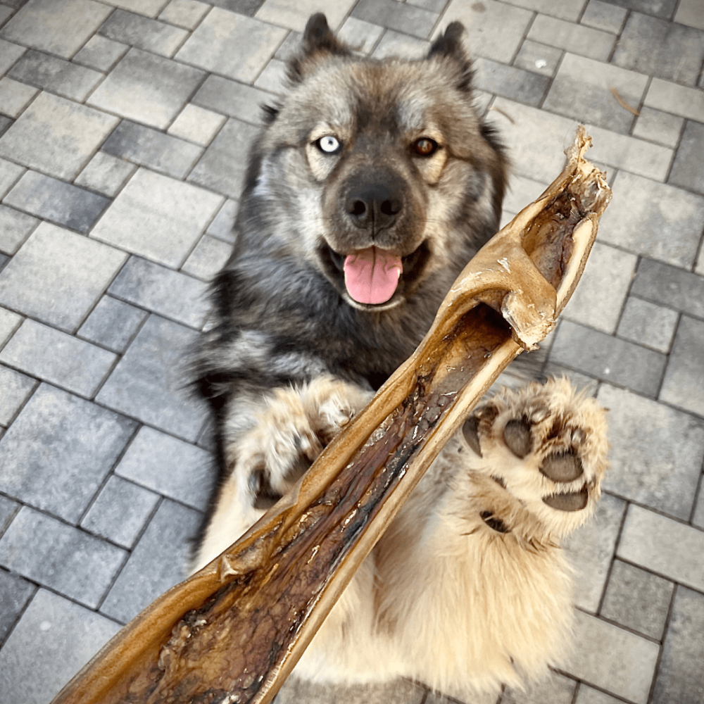 peau de boeuf longue pour chien