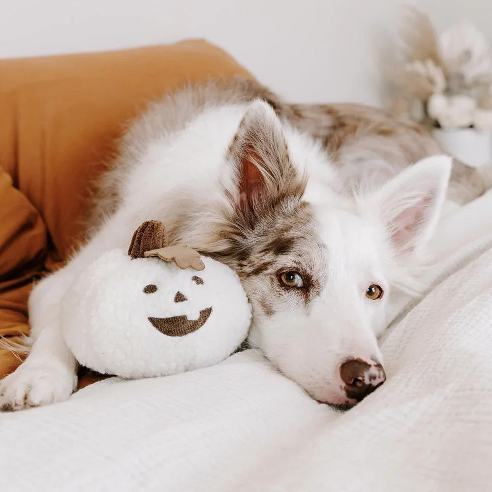 peluche citrouille pour chien sherpa blanche