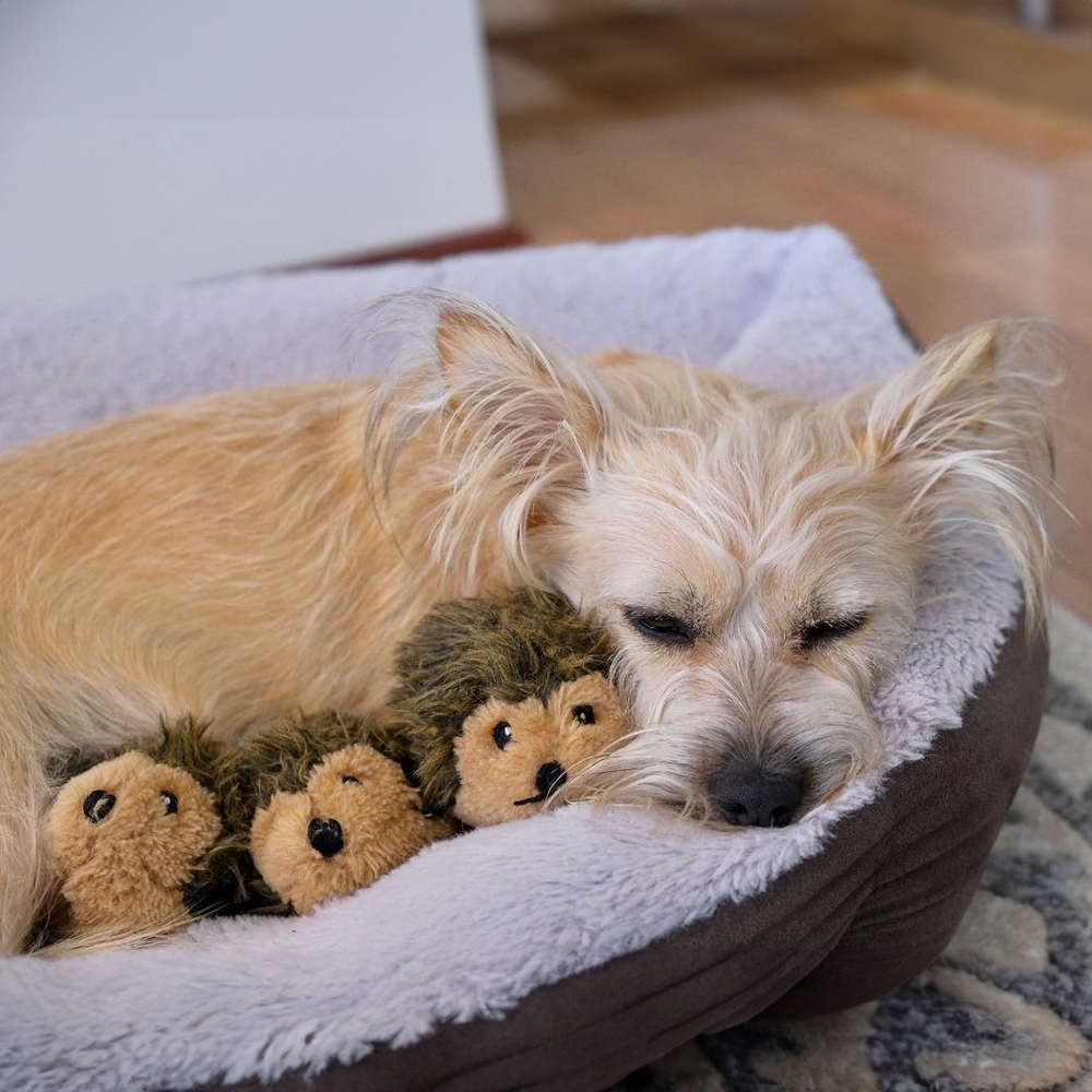 peluche de flair herisson pour chiens