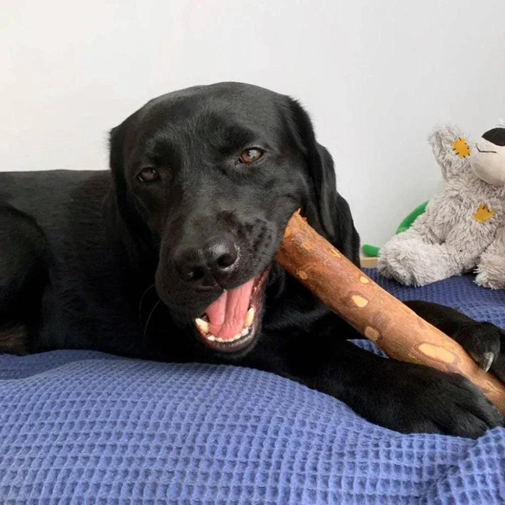 bois d'olivier pour chien