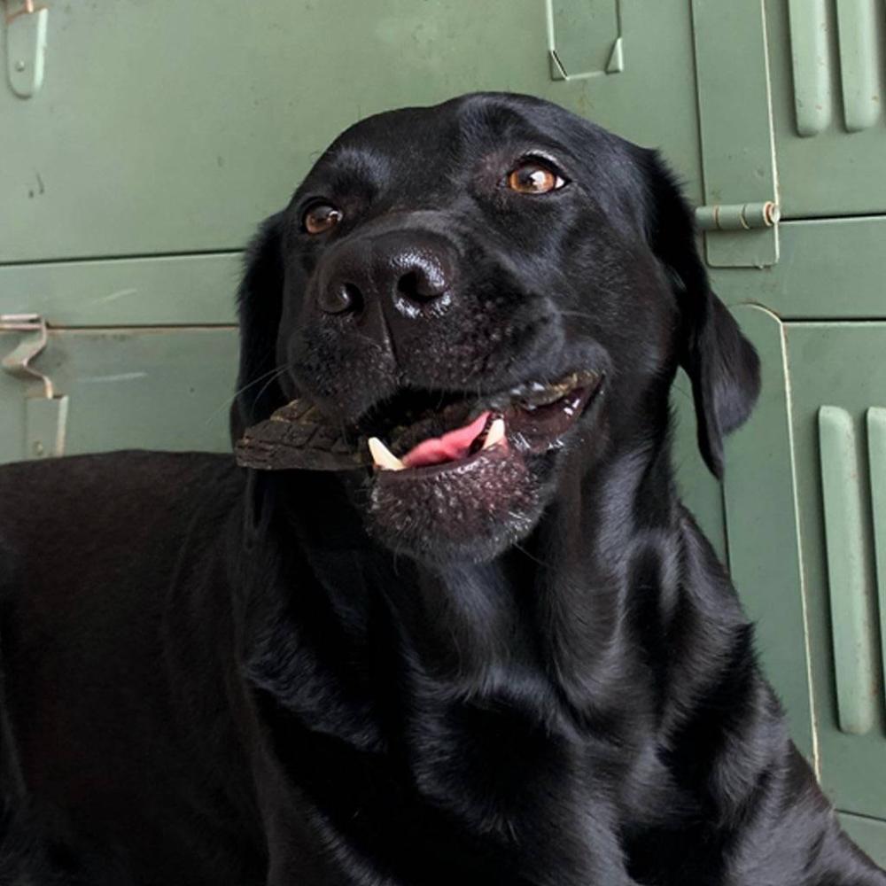 foie de renne pour chiens