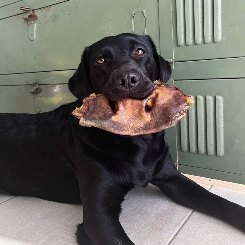 museau de boeuf chien