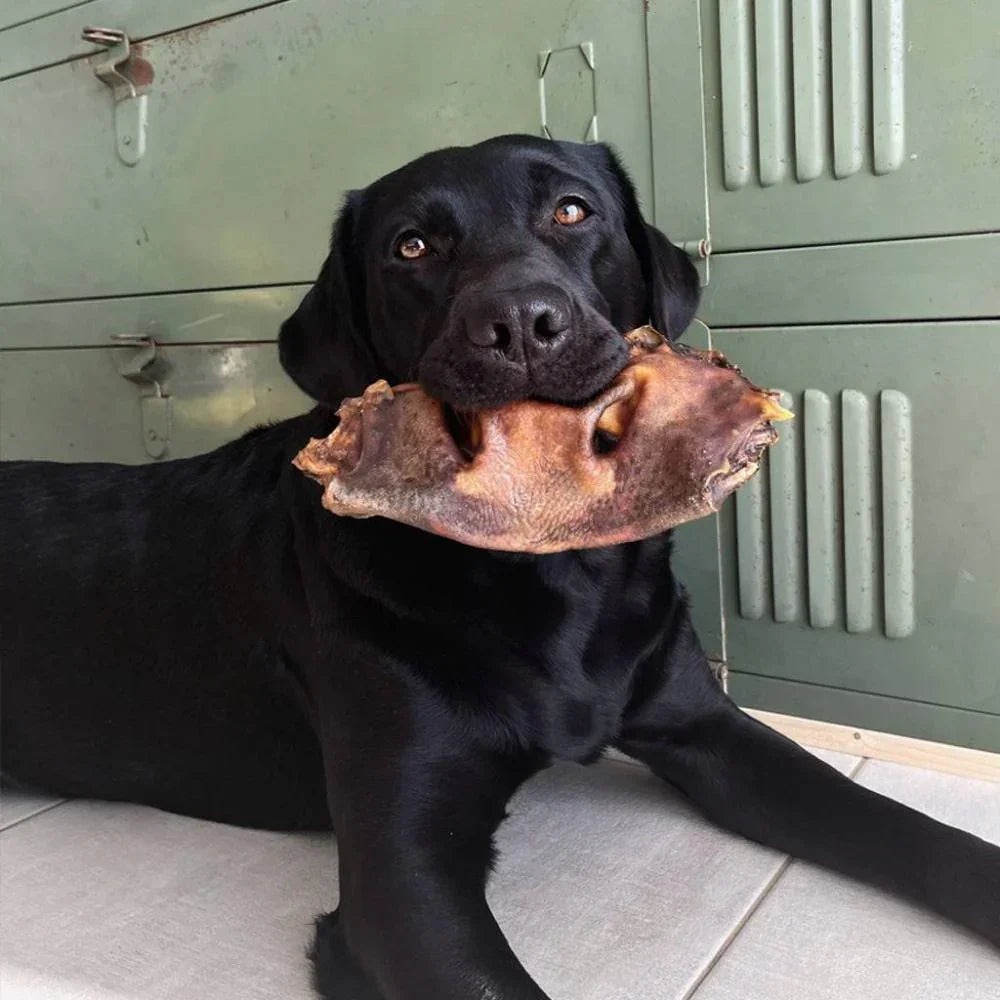 museau de boeuf chien