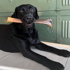 peau de chameau XL pour chien