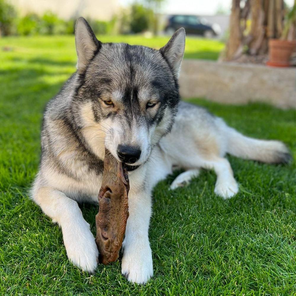 museau de boeuf pour chien
