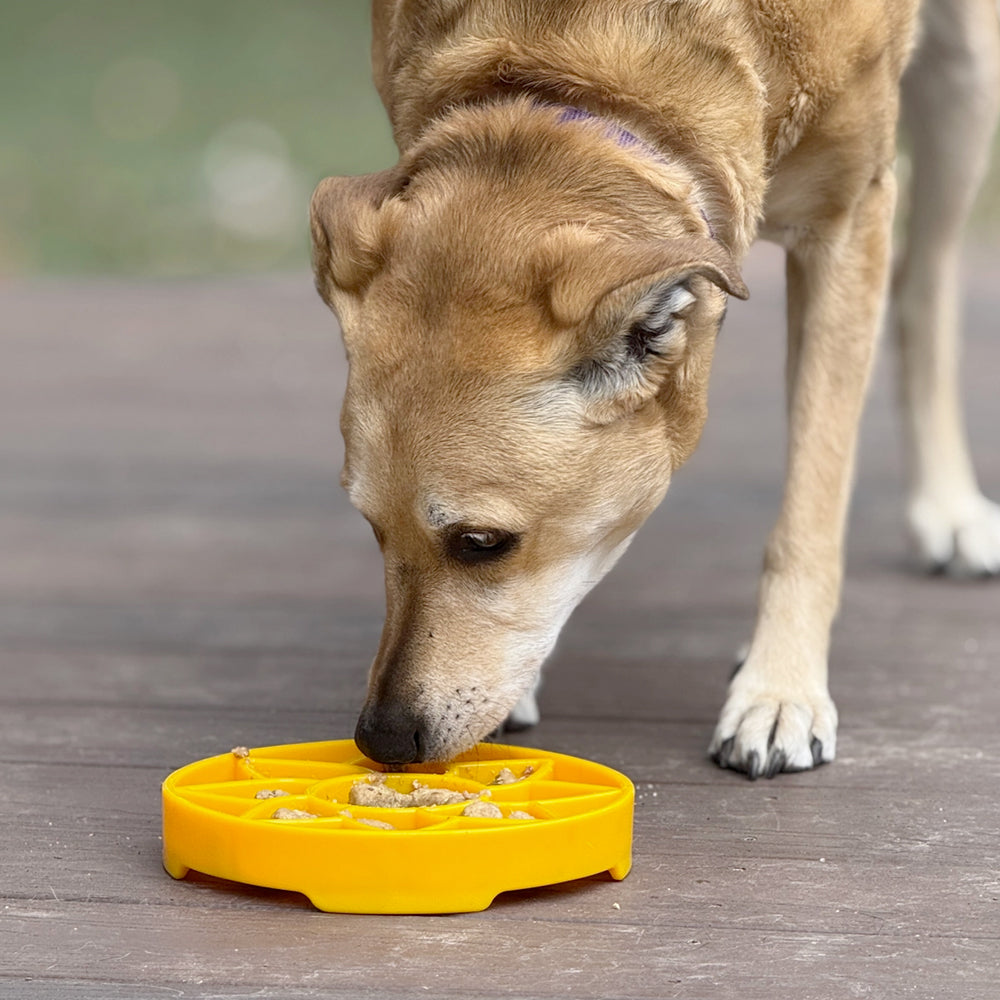 gamelle antiglouton pour chien sodapup etray sunflower