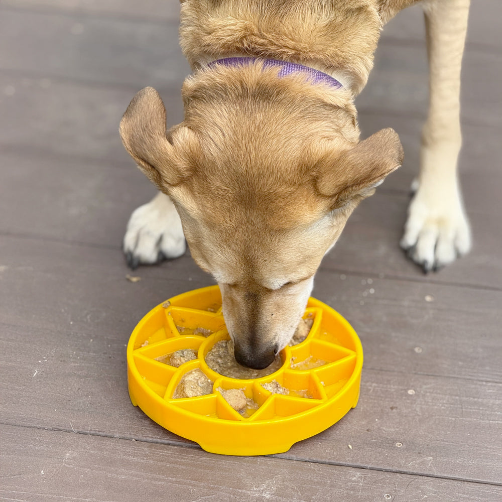 plateau gamelle anti-glouton pour chiens sodapup sunflower