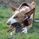 museau de boeuf pour chiens