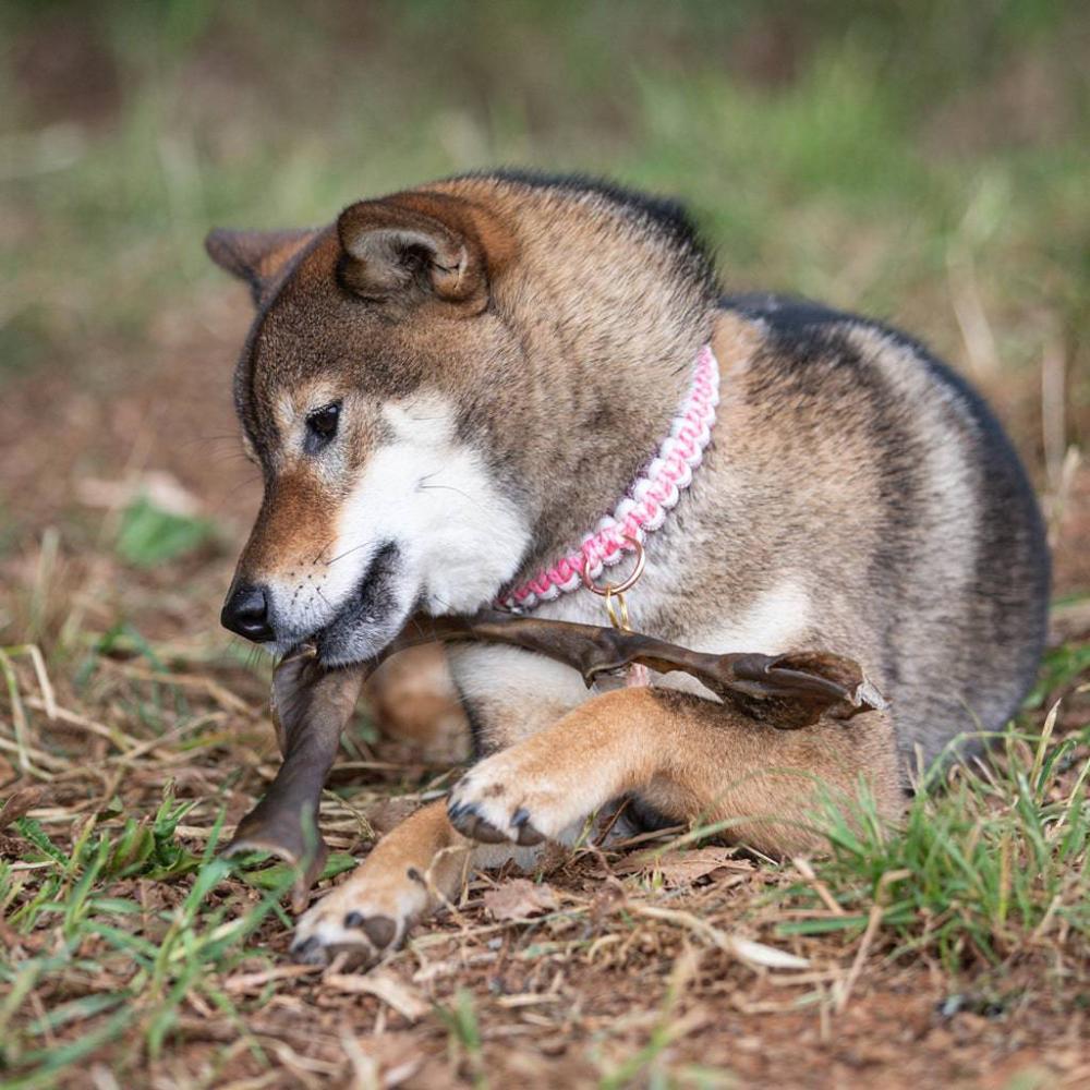 peau de chameau pour chiens