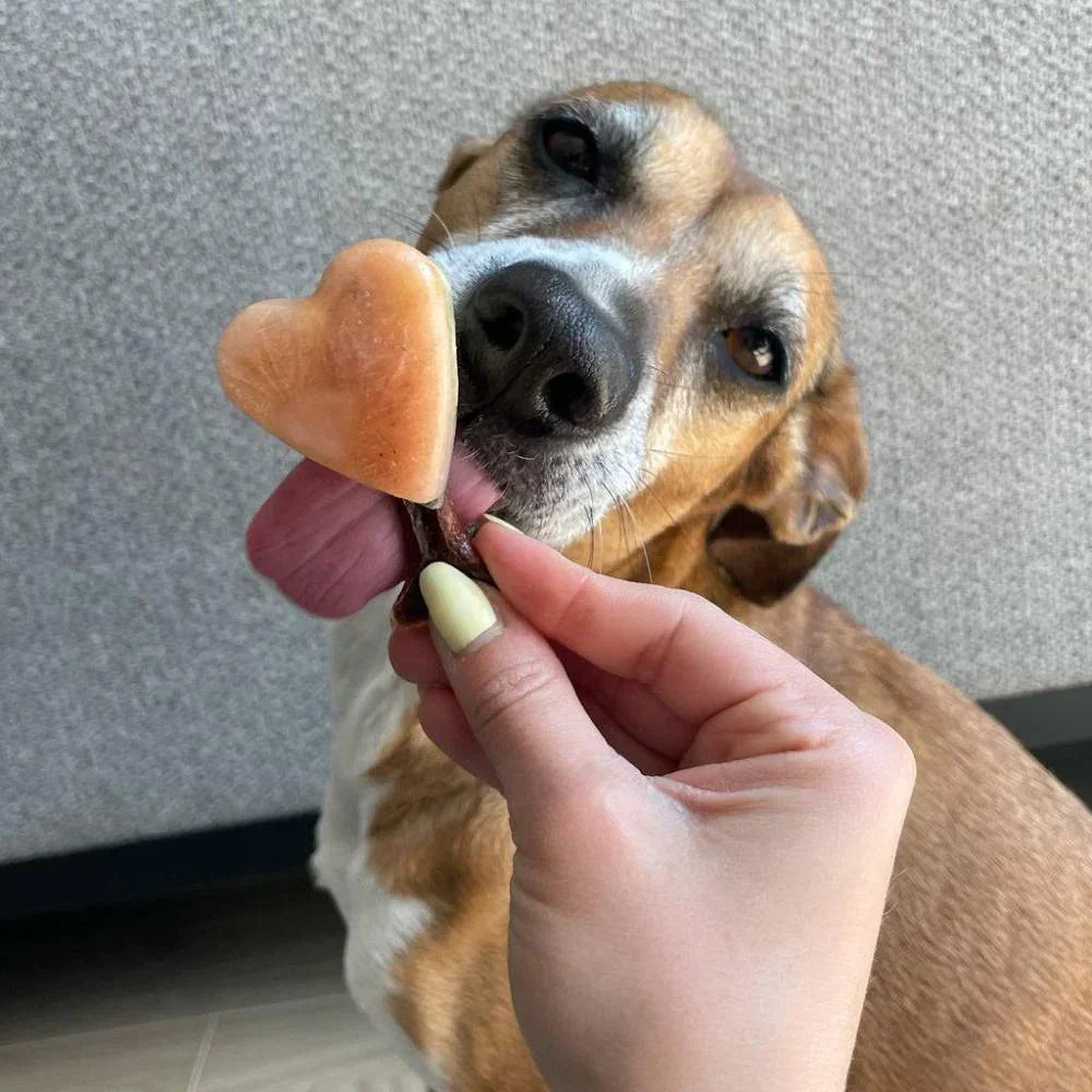 glace pour chien