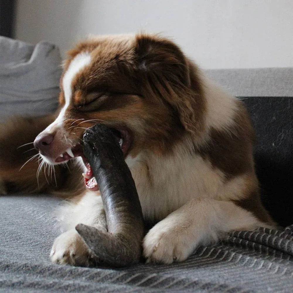 corne de buffle pour berger australien