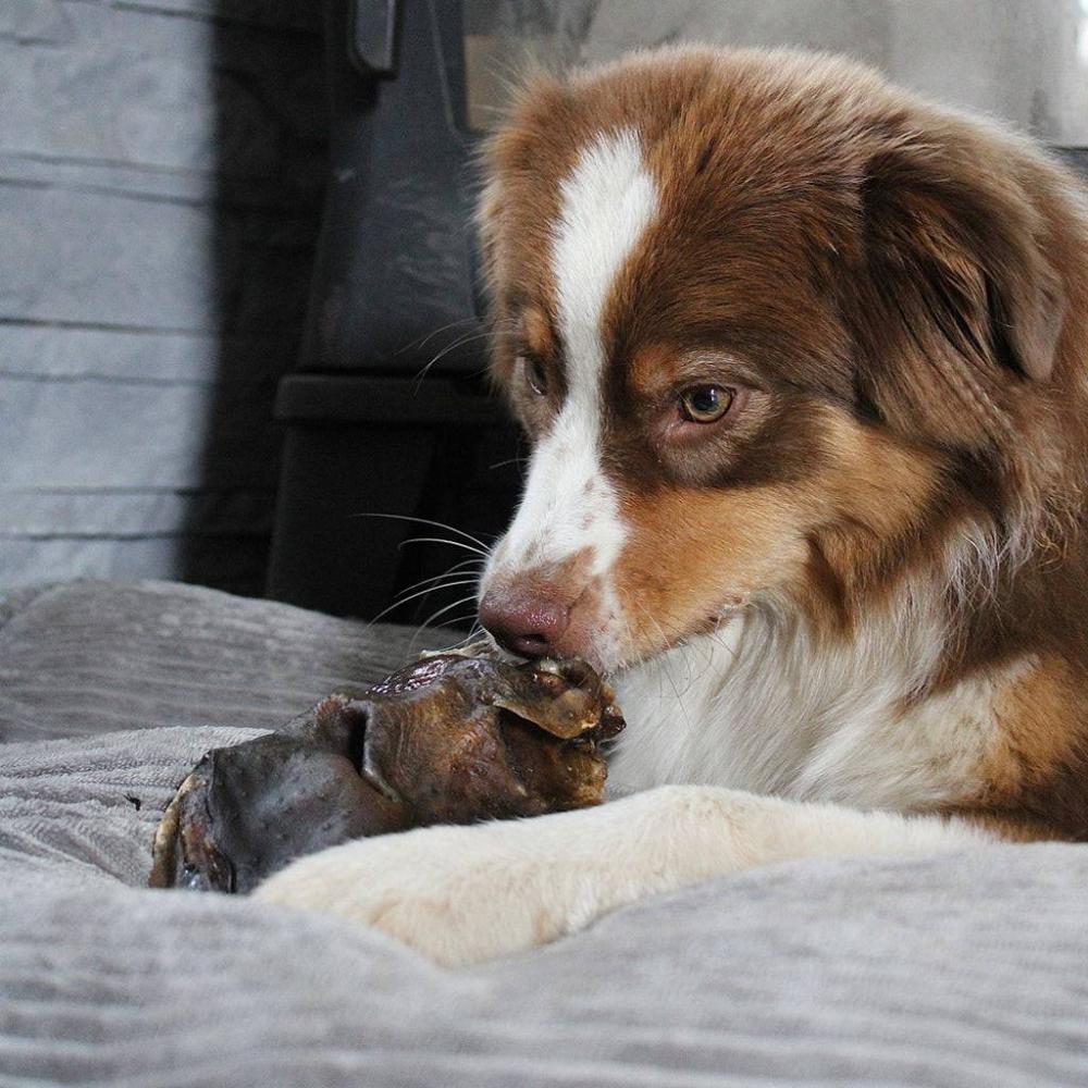 museau de boeuf pour chien