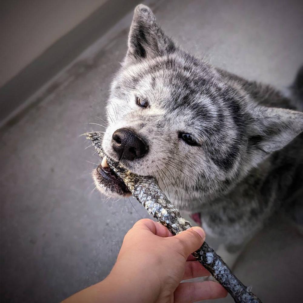 peau de saumon chien