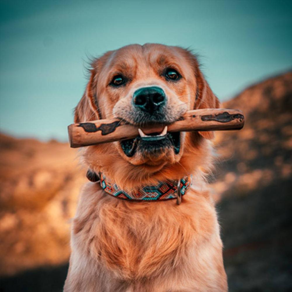 bois d'olivier pour chien