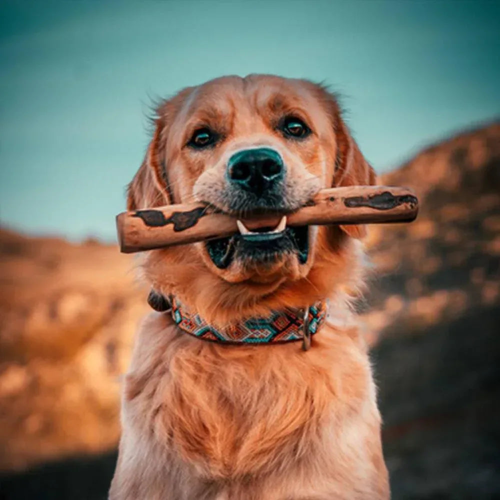 bois d'olivier pour chien