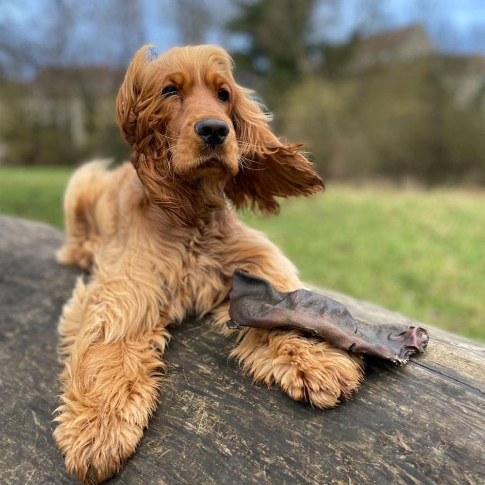 museau de boeuf XL pour chien