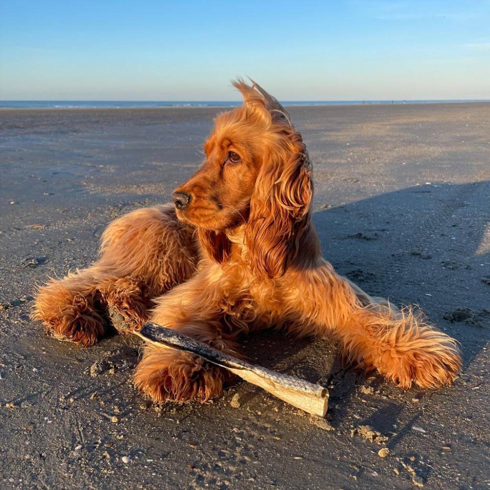 peau de saumon pour chien