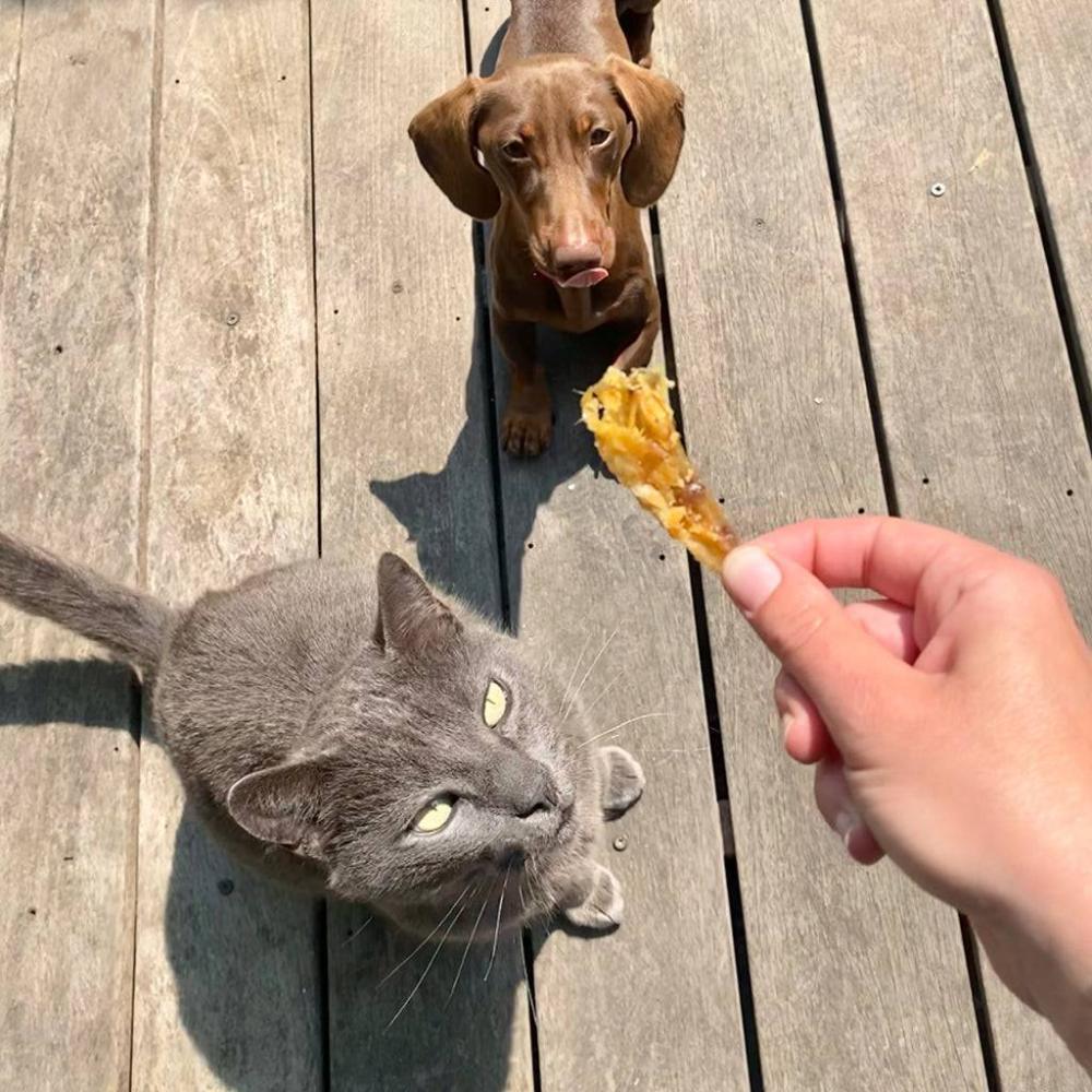 ailes de poulet chien