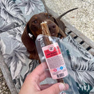 nerf de boeuf pour chien