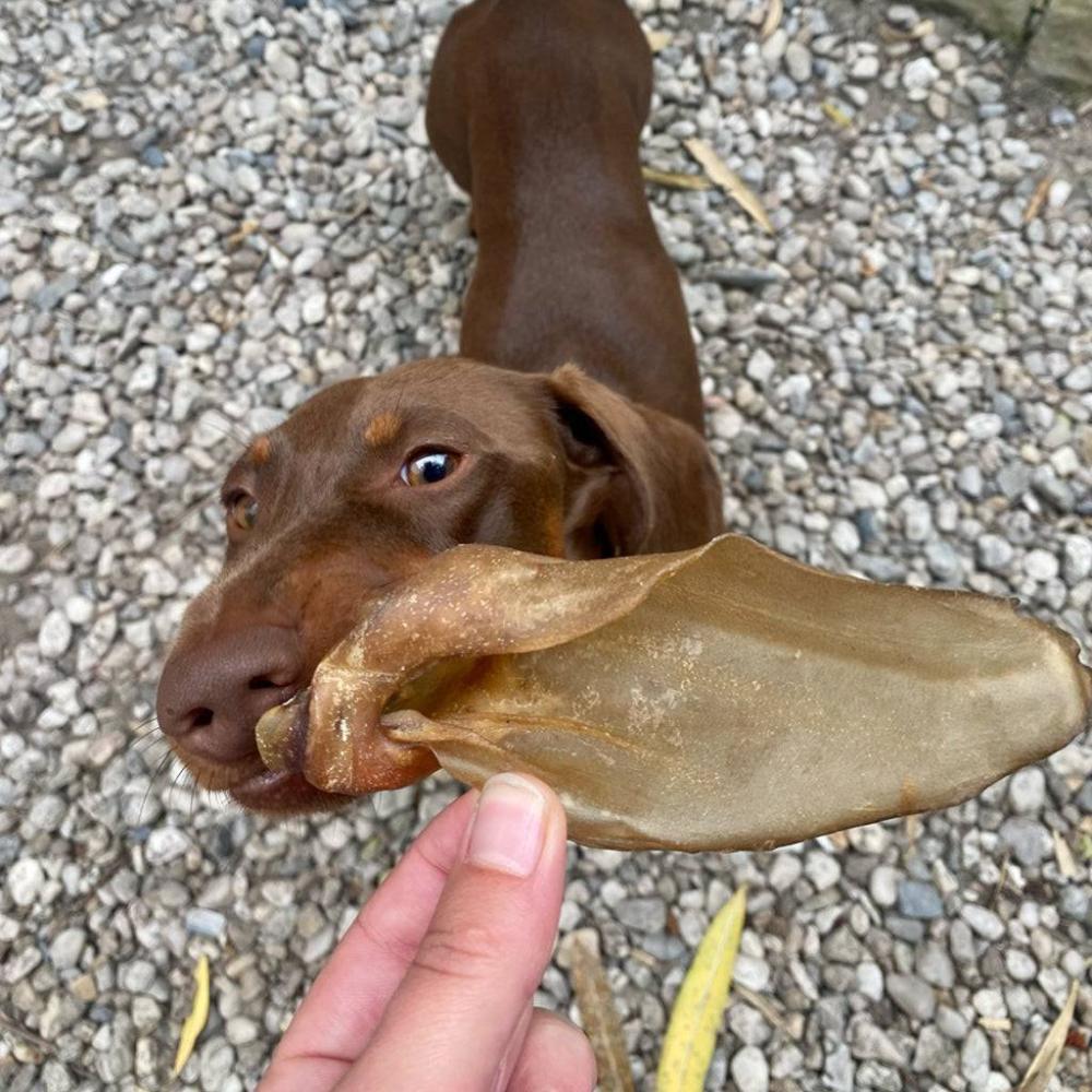 oreille de chevreuil pour chien