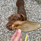 oreille de chevreuil pour chien