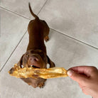 oreille de lapin pour chien