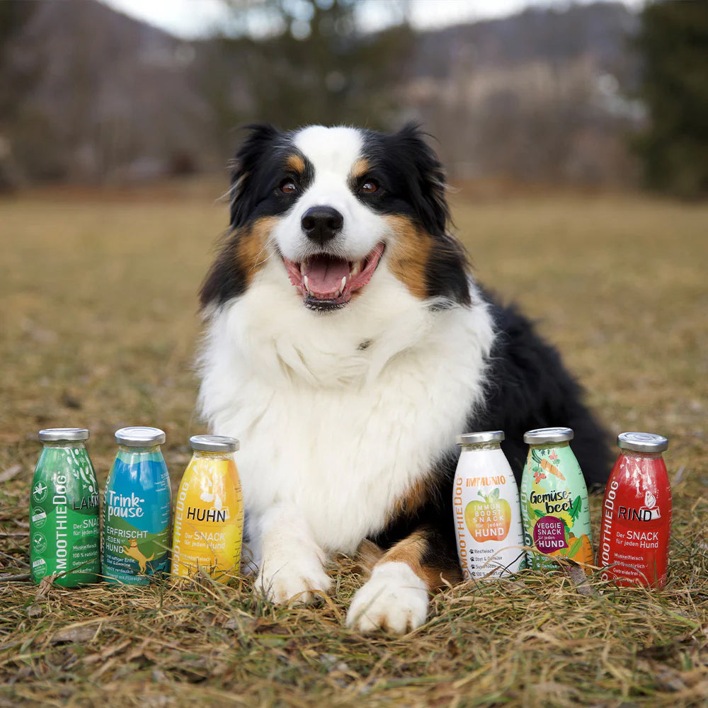 smoothies pour chien