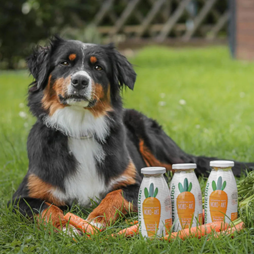 smoothie pour chien soupe moro