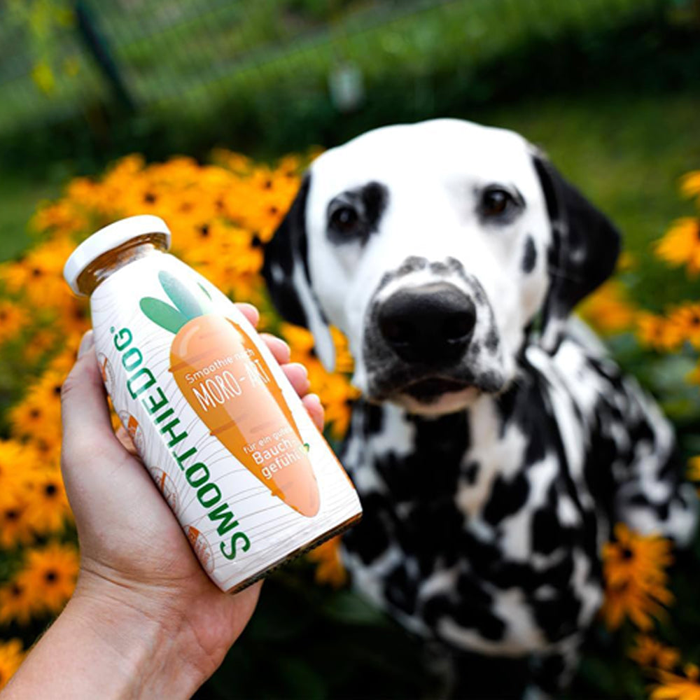 smoothie pour chien soupe moro