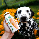 smoothie pour chien soupe moro