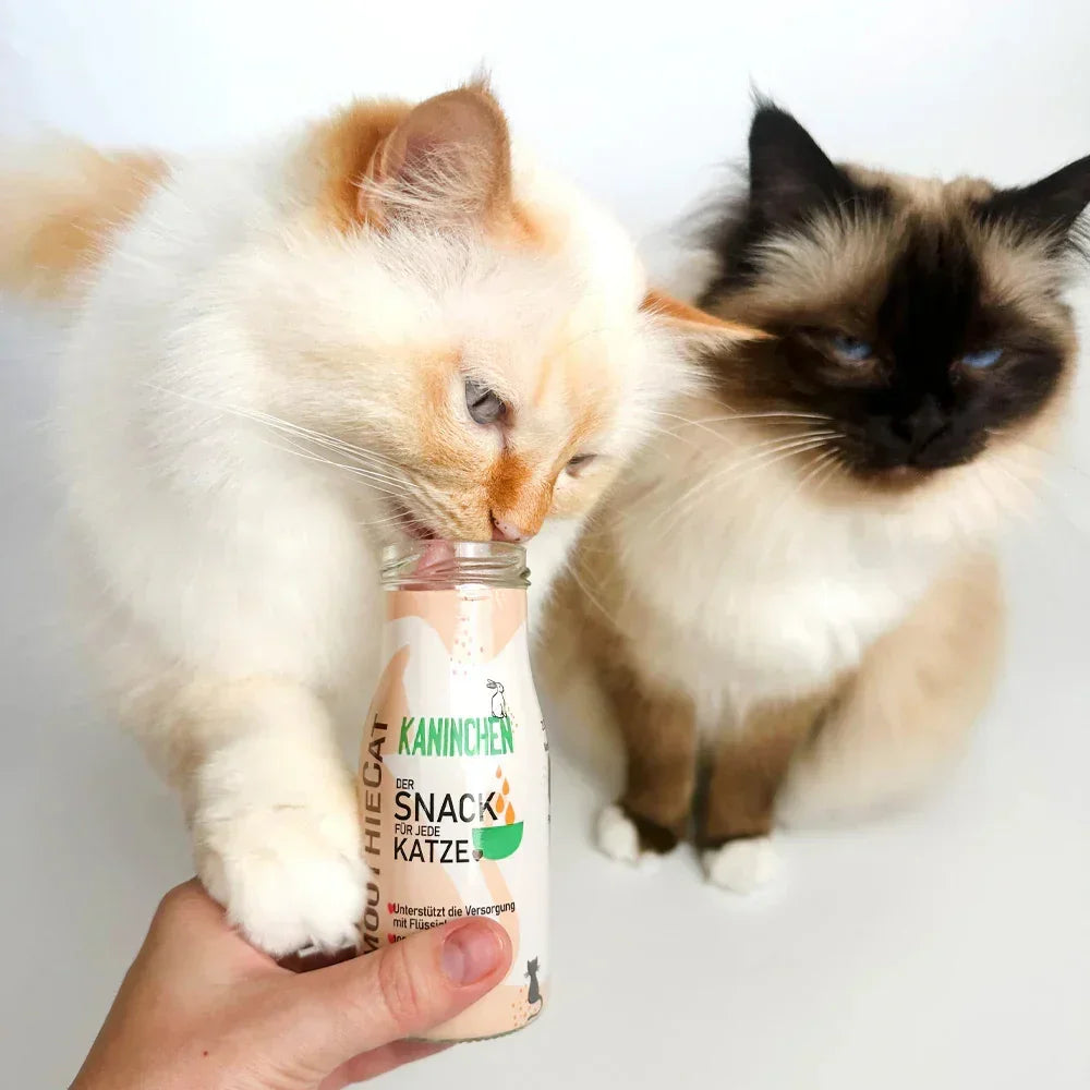 smoothiecat smoothie pour chat lapin