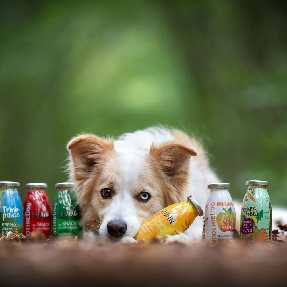 smoothie pour chien pack