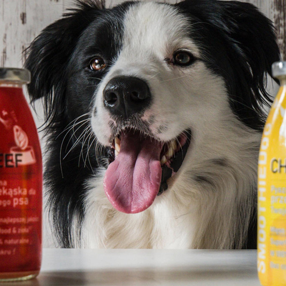 smoothie pour chien