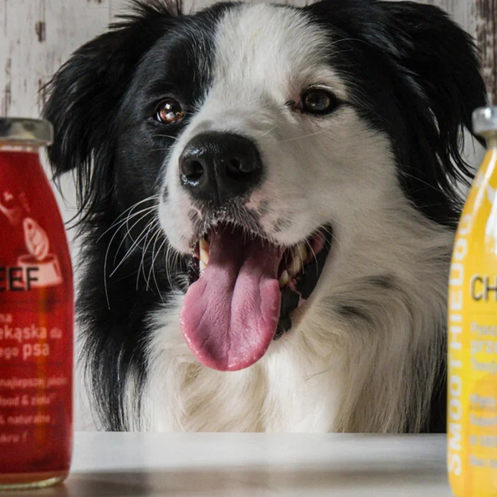smoothie pour chien