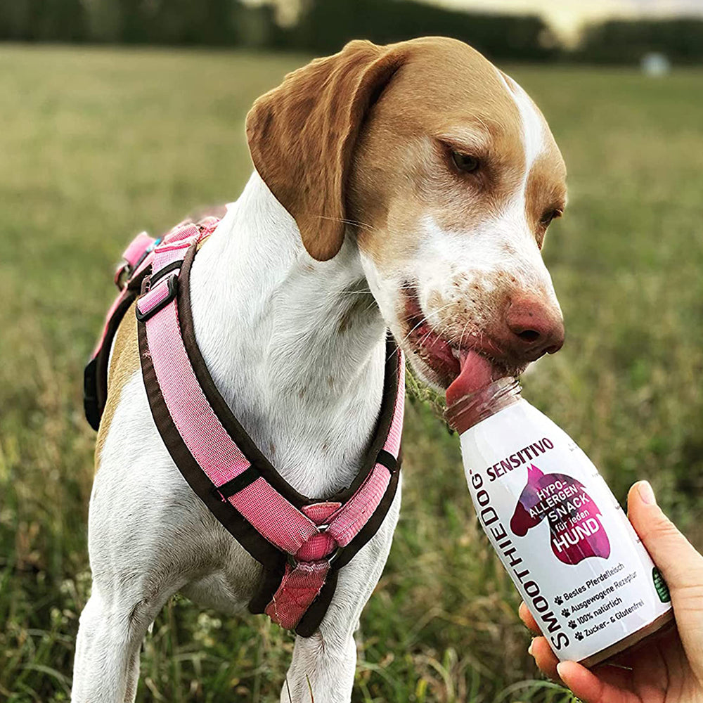smoothie pour chien sensitivo cheval