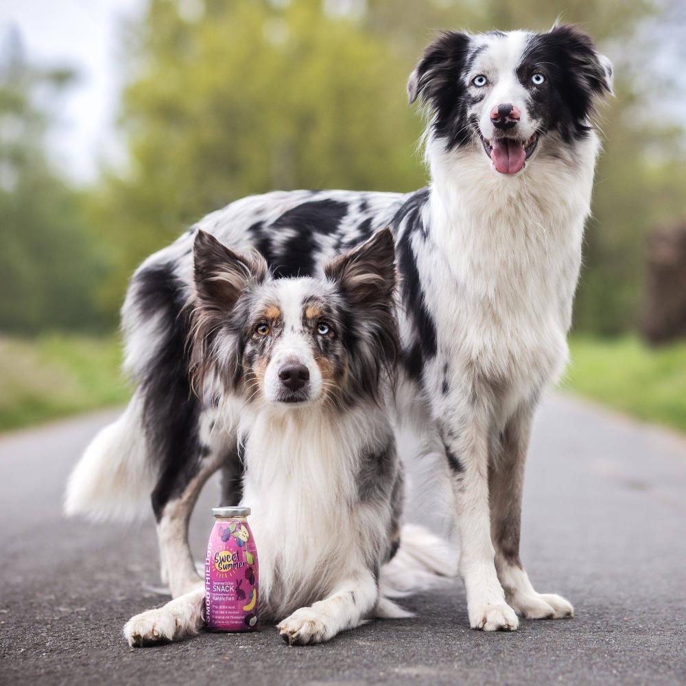 smoothiedog pour chien