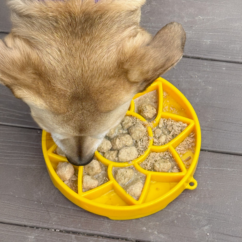 gamelle sunflower sodapup pour chiens etray