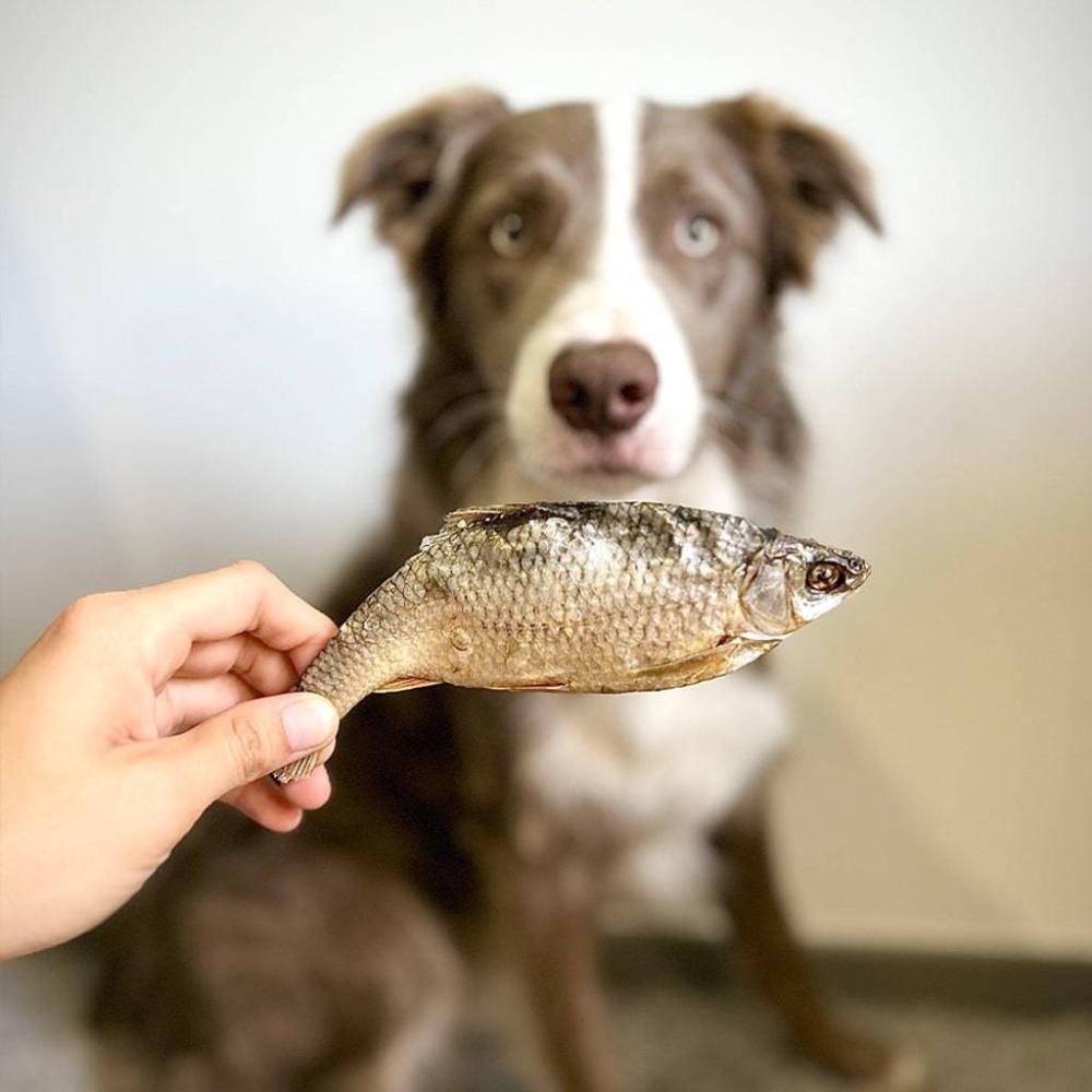 gardon pour chien