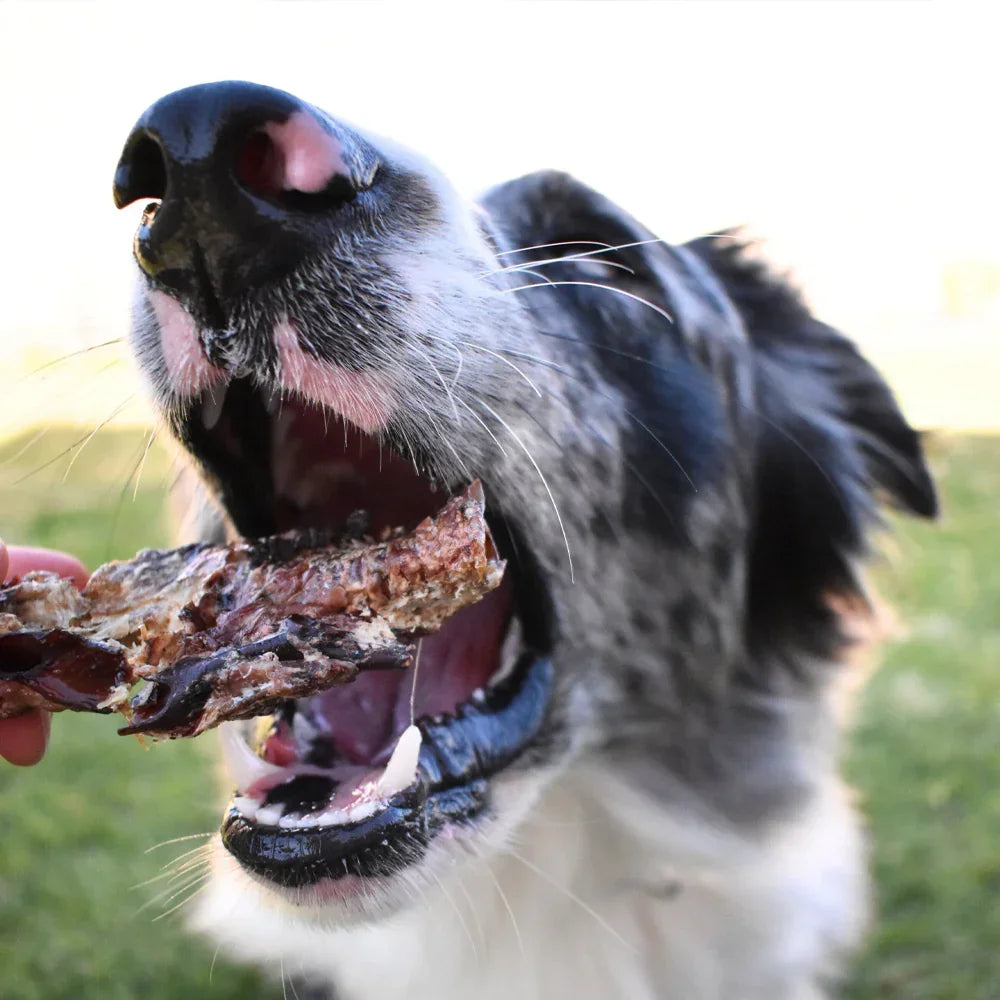 trachee de kangourou pour chien